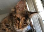 April MCO f22 Reserved by David H - Maine Coon Cat For Sale - Chipley, FL, US