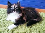 Miya - Siberian Cat For Sale - Norwalk, CT, US