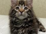 Harley - Maine Coon Cat For Sale - NY, US