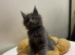 Gucci - Maine Coon Cat For Sale - NY, US