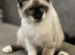 Mr Oliver RESERVED for Debbie - Ragdoll Cat For Sale - Mount Vernon, WA, US