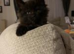 Black Maine Coon Kitten - Maine Coon Cat For Sale - Chapel Hill, NC, US