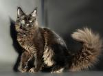 Edmon - Maine Coon Cat For Sale - New York, NY, US