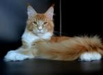 Eric - Maine Coon Cat For Sale - Los Angeles, CA, US