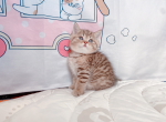 koi - British Shorthair Cat For Sale - Staten Island, NY, US