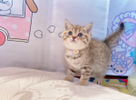 purple - British Shorthair Cat For Sale - Staten Island, NY, US