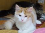 Siberian  kitten Sapphire - Siberian Cat For Sale - New York, NY, US