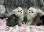 Doll faces - Persian Cat For Sale - San Diego, CA, US