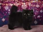 Grisha - Persian Cat For Sale - Hollywood, FL, US