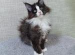 Garik polydact - Maine Coon Cat For Sale - Norwalk, CT, US