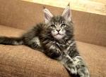 Bruilik - Maine Coon Cat For Sale - Norwalk, CT, US