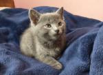 Misty and Jade Litter - Russian Blue Cat For Sale - Hallsville, MO, US