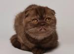 Sweet boy - Scottish Fold Cat For Sale - NY, US