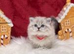 Chanel - Scottish Straight Cat For Sale - Vancouver, WA, US