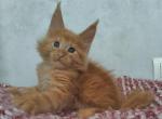 Bobbi - Maine Coon Cat For Sale - Norwalk, CT, US