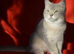 Golubhik - British Shorthair Cat For Sale - Norwalk, CT, US