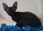 Zeus Peterbald - Oriental Cat For Sale - Pembroke Pines, FL, US