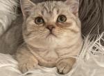 Scottish Straight female - Scottish Straight Cat For Sale - Orlando, FL, US