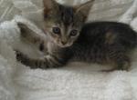 Manx  F - Manx Cat For Sale - Dunn, NC, US