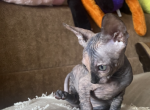 Sphynx kitten for sale - Sphynx Cat For Sale - Brooklyn, NY, US