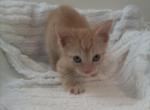 Manx Ginger Tabby M - Manx Cat For Sale - Dunn, NC, US