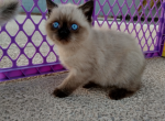 Bentley - Scottish Straight Cat For Sale - Huntington Beach, CA, US