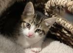 Jellyby - Domestic Cat For Sale - Westfield, MA, US