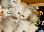 Litter A - Persian Cat For Sale - West Palm Beach, FL, US