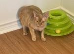 Quirina - Devon Rex Cat For Sale - Dallas, TX, US