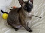 Unique Female Cornish Rex - Cornish Rex Cat For Sale - Dallas, TX, US