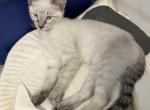 Casper - Siamese Cat For Sale - Silver Lake, IN, US