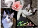 Keshika - Maine Coon Cat For Sale - Ann Arbor, MI, US