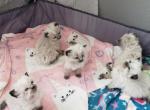 Tiarra's litter of 8 - Ragdoll Cat For Sale - Attica, MI, US