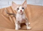 Tobby - Devon Rex Cat For Sale - Brooklyn, NY, US