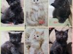 Litter C and D - Maine Coon Cat For Sale - Jasper, GA, US