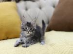 Meloni - Maine Coon Cat For Sale - NY, US