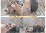 Silver Female highlander - Highlander Cat For Sale - Monroe, MI, US