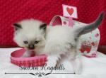 Cupid - Ragdoll Cat For Sale - St. Louis, MO, US