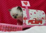 Valentina - Ragdoll Cat For Sale - St. Louis, MO, US