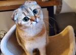 Plusha - Scottish Fold Cat For Sale - New York, NY, US