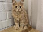 Pudding - Maine Coon Cat For Sale - NY, US