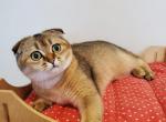 Plyusha - Scottish Fold Cat For Sale - Brooklyn, NY, US