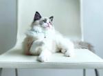 Sweet Biscuits - Ragdoll Cat For Sale - New York, NY, US