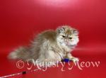 Michael - Persian Cat For Sale - Yucca Valley, CA, US