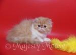 Filimon - Persian Cat For Sale - Yucca Valley, CA, US