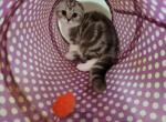 Diane1 - Scottish Fold Cat For Sale - Philadelphia, PA, US