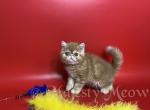 Yorshik - Exotic Cat For Sale - Yucca Valley, CA, US