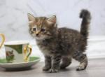 Romanov Dynasty Mimosa - Siberian Cat For Sale - Ashburn, VA, US