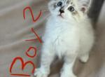 New Litter - Ragdoll Cat For Sale - Mount Vernon, WA, US