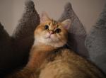 Mozart - British Shorthair Cat For Sale - San Mateo, CA, US